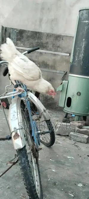 High-Yielding Female Layer Chicken for Sale