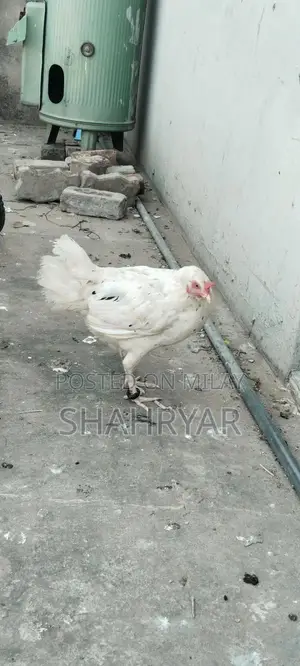 High-Yielding Female Layer Chicken for Sale