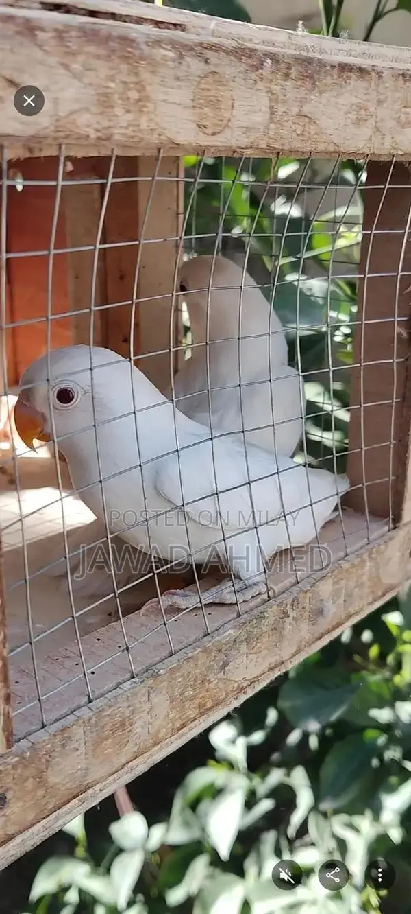 Beautiful Live Love Birds Breeding Pair or Individual