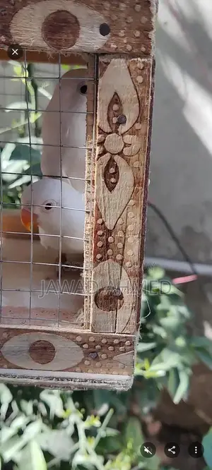 Beautiful Live Love Birds Breeding Pair or Individual