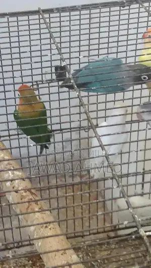 Beautiful Live Love Birds Breeding Pair or Individual