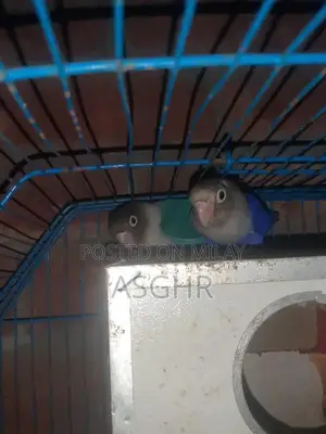 Photo - Love Birds Breeding Pair - Beautiful Exotic Pet Birds