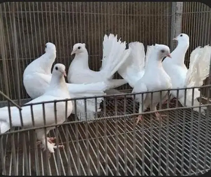 Lucky Pigeon Breeding Pair - Healthy Domestic Pigeons