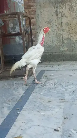 Male Heera Breeder Dog - Healthy 3-Year-Old Active Canine