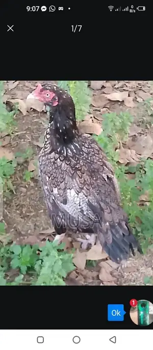 Aseel Kili Taji Chicken Breed - Proven Breeding Pair