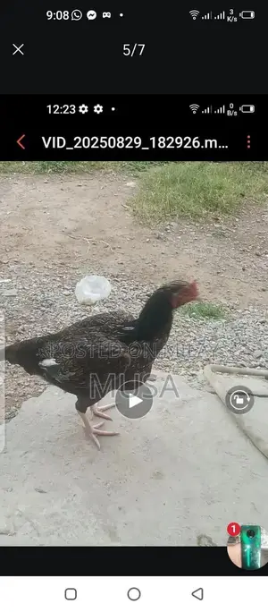 Aseel Kili Taji Chicken Breed - Proven Breeding Pair