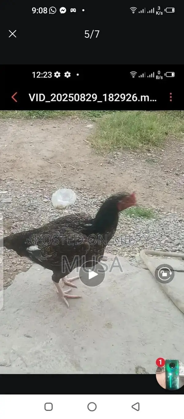 Aseel Kili Taji Chicken Breed - Proven Breeding Pair