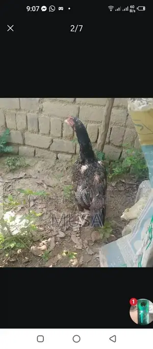 Aseel Kili Taji Chicken Breed - Proven Breeding Pair