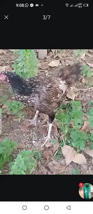 Aseel Kili Taji Chicken Breed - Proven Breeding Pair