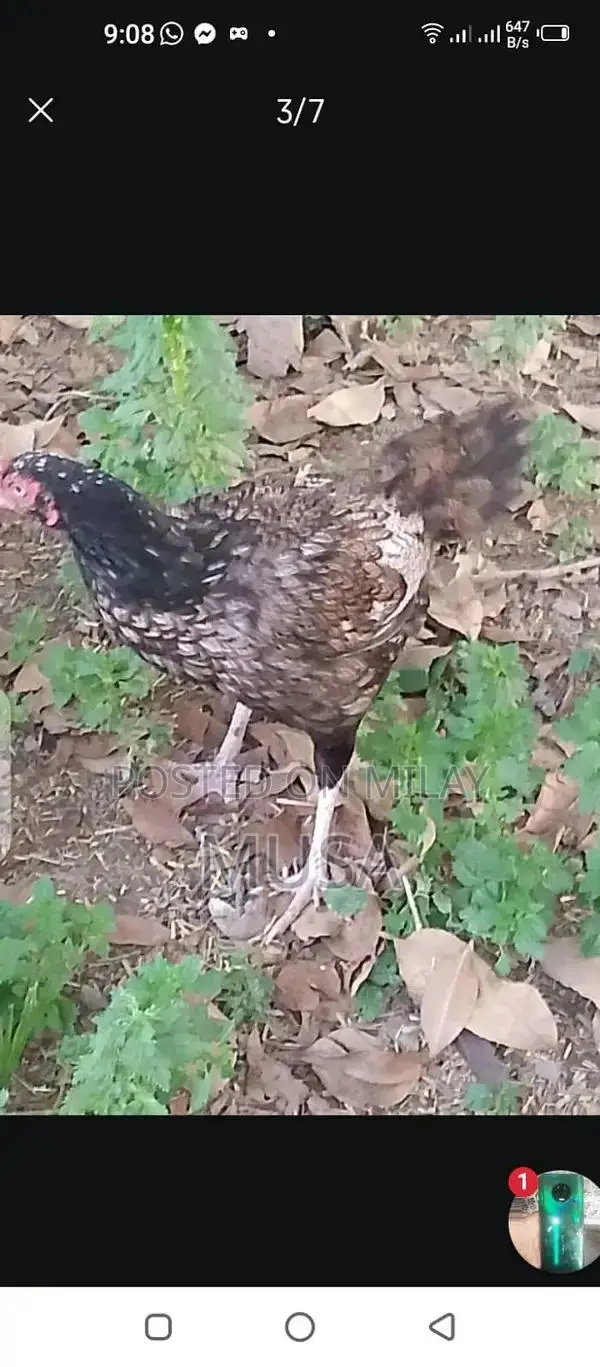 Aseel Kili Taji Chicken Breed - Proven Breeding Pair