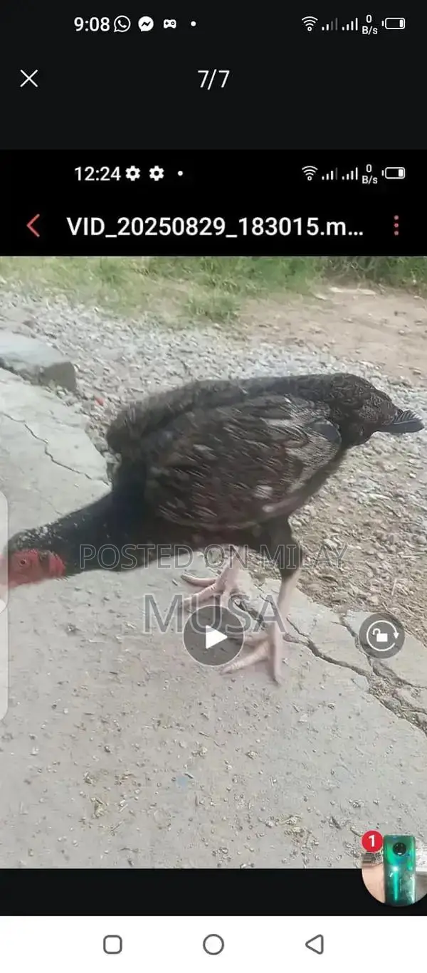 Aseel Kili Taji Chicken Breed - Proven Breeding Pair