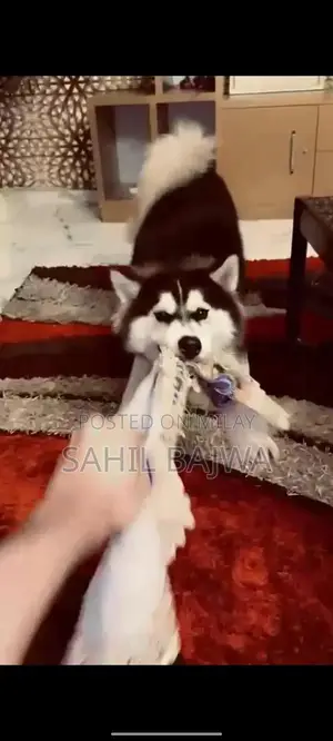 Photo - Young Male Siberian Husky Puppy - Long Coat