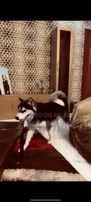 Young Male Siberian Husky Puppy - Long Coat