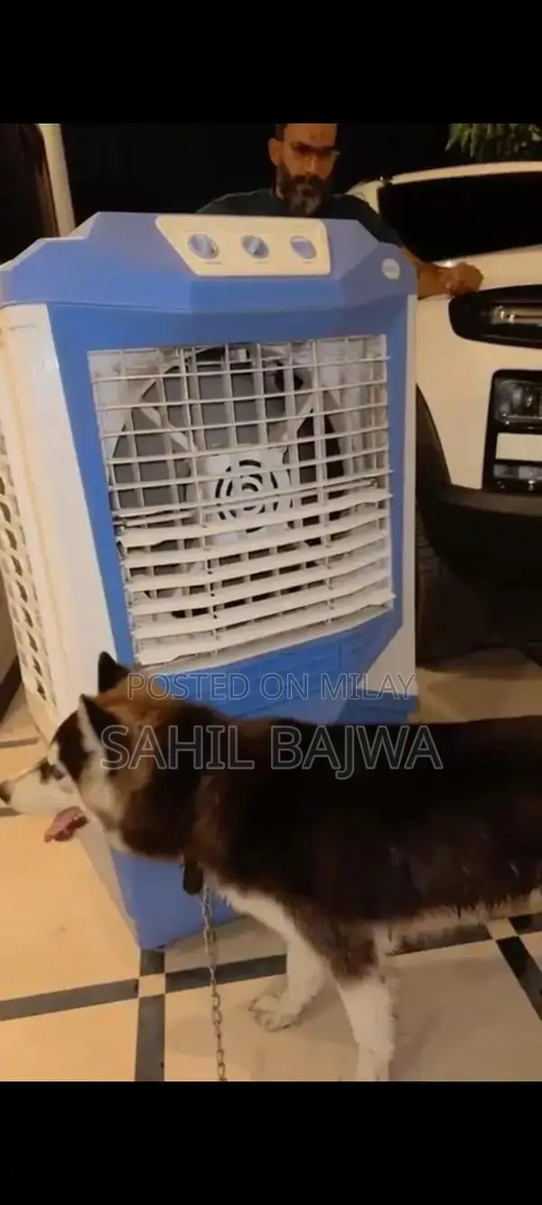 Young Male Siberian Husky Puppy - Long Coat