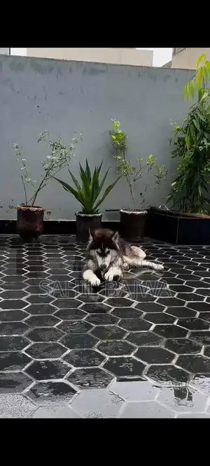 Young Male Siberian Husky Puppy - Long Coat