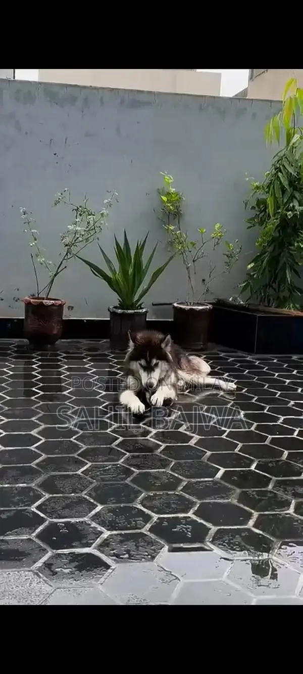 Young Male Siberian Husky Puppy - Long Coat