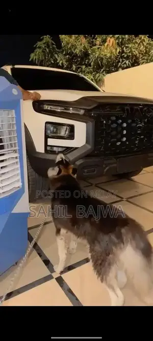 Young Male Siberian Husky Puppy - Long Coat