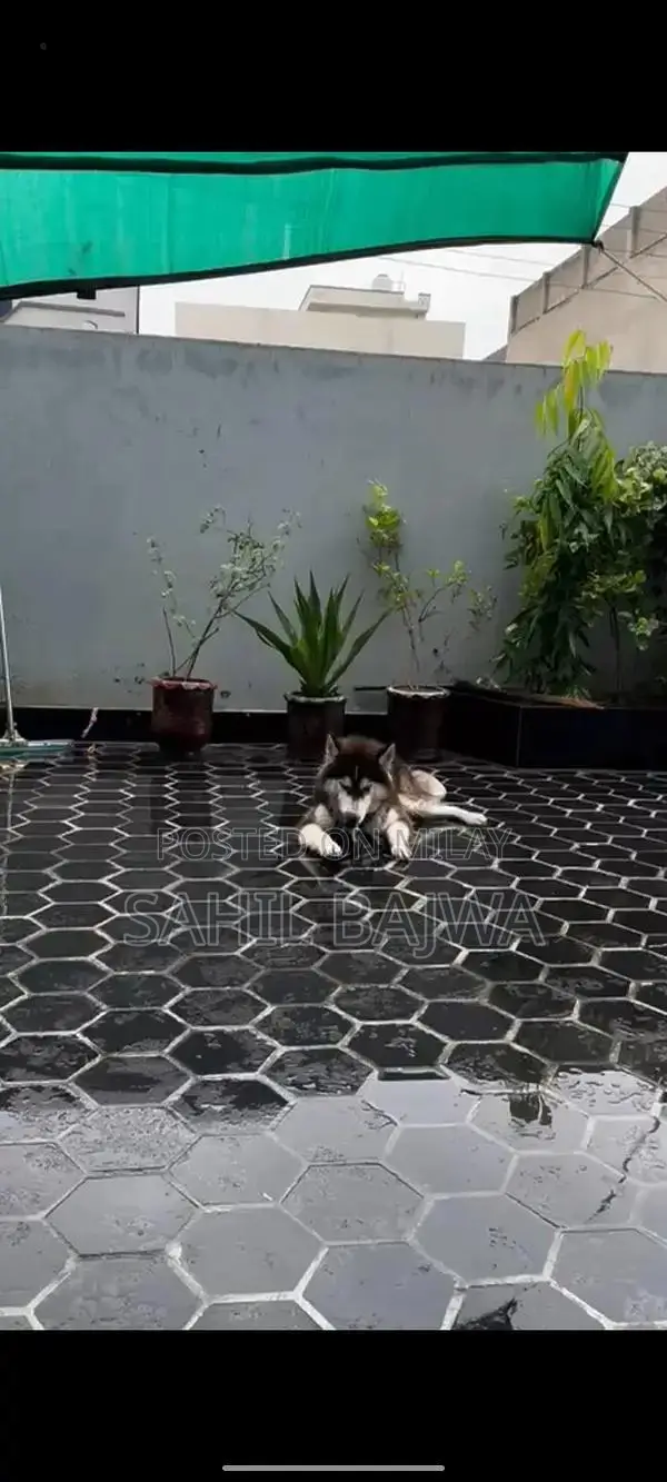 Young Male Siberian Husky Puppy - Long Coat