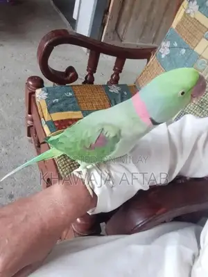 Photo - Young Male Raw Parrot - Exotic Bird Companion