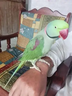 Young Male Raw Parrot - Exotic Bird Companion