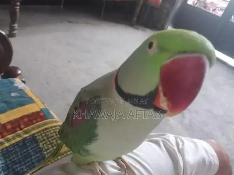 Young Male Raw Parrot - Exotic Bird Companion