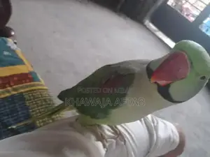 Young Male Raw Parrot - Exotic Bird Companion
