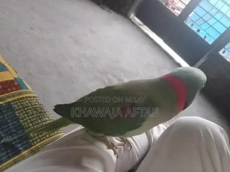 Young Male Raw Parrot - Exotic Bird Companion