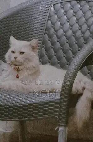 Photo - Male Persian Cat - Adult, Social and Playful Companion