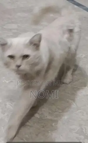 Male Persian Cat - Adult, Social and Playful Companion