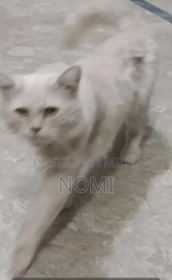 Male Persian Cat - Adult, Social and Playful Companion