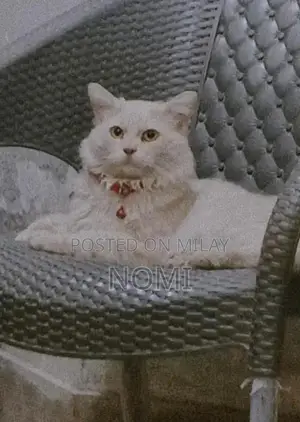 Male Persian Cat - Adult, Social and Playful Companion