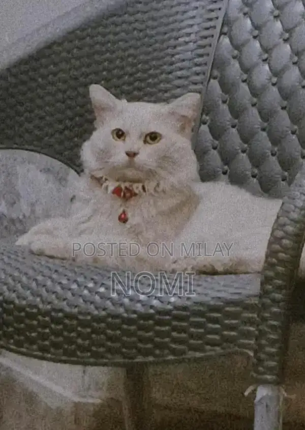 Male Persian Cat - Adult, Social and Playful Companion