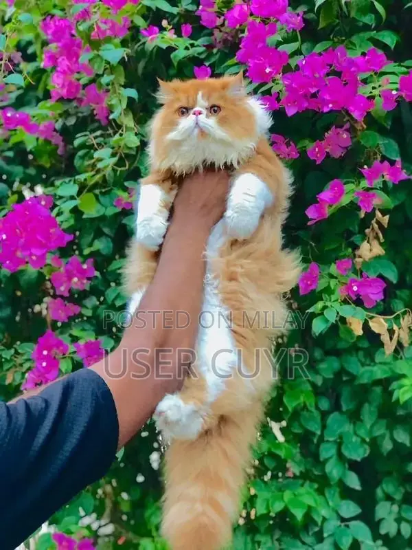 Flame Point Peki Male Long-Coated Cat - CFA Bloodline