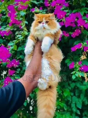 Flame Point Peki Male Long-Coated Cat - CFA Bloodline