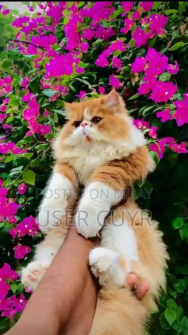 Flame Point Peki Male Long-Coated Cat - CFA Bloodline