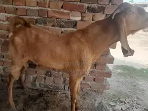 Maqi Cheni Traditional Fabric Ghaban - Elegant Cultural Garment