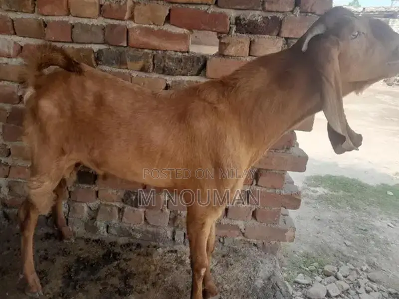 Maqi Cheni Traditional Fabric Ghaban - Elegant Cultural Garment