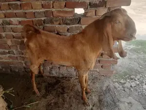 Maqi Cheni Traditional Fabric Ghaban - Elegant Cultural Garment