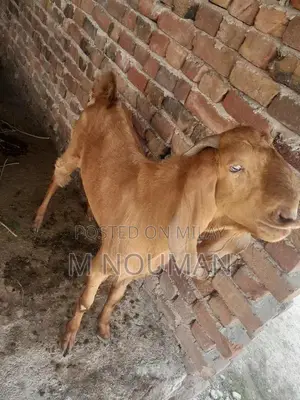 Maqi Cheni Traditional Fabric Ghaban - Elegant Cultural Garment