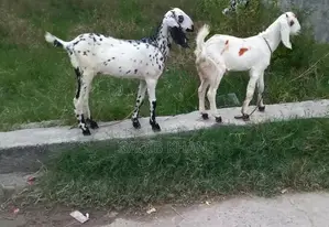 White Eye Makhi Cheeni Goat Breeding Pair - Premium Quality