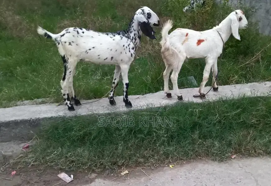 White Eye Makhi Cheeni Goat Breeding Pair - Premium Quality