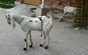 White Eye Makhi Cheeni Goat Breeding Pair - Premium Quality