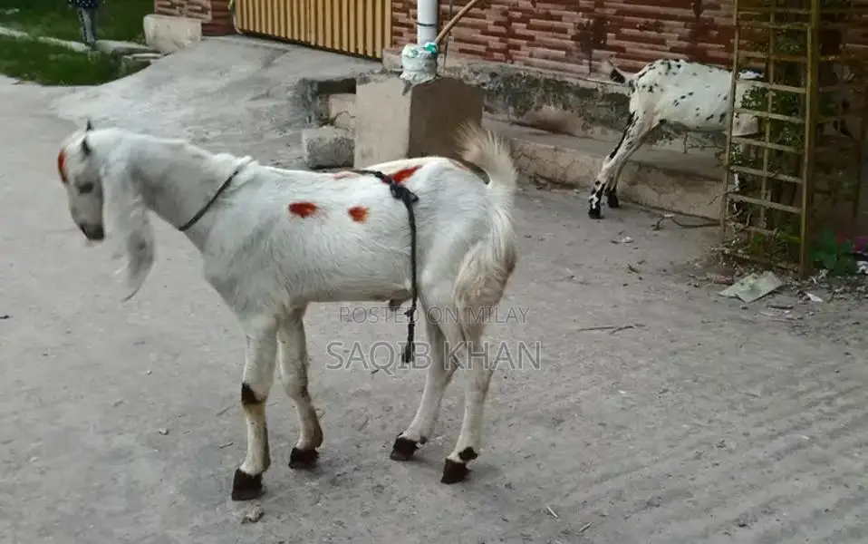 White Eye Makhi Cheeni Goat Breeding Pair - Premium Quality