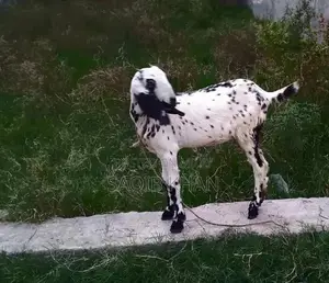 White Eye Makhi Cheeni Goat Breeding Pair - Premium Quality