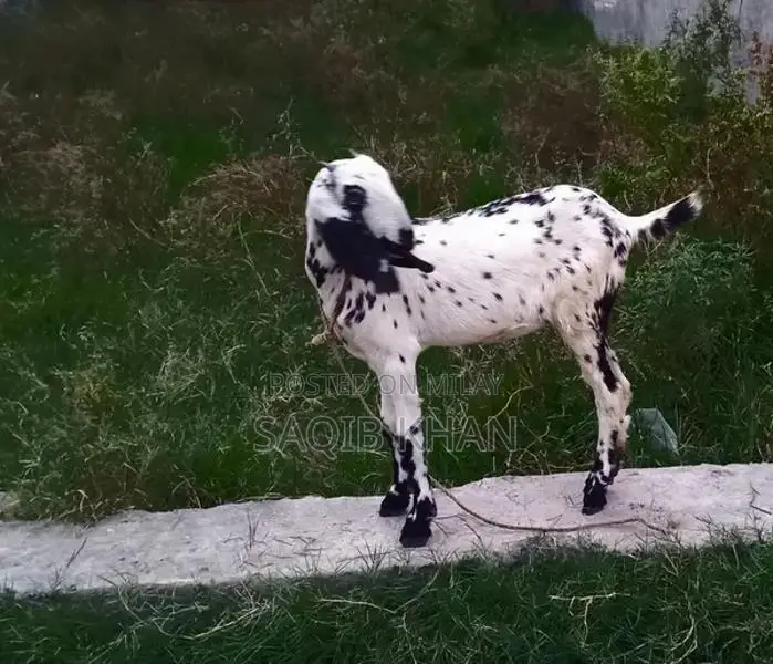 White Eye Makhi Cheeni Goat Breeding Pair - Premium Quality