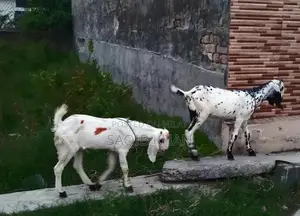 White Eye Makhi Cheeni Goat Breeding Pair - Premium Quality