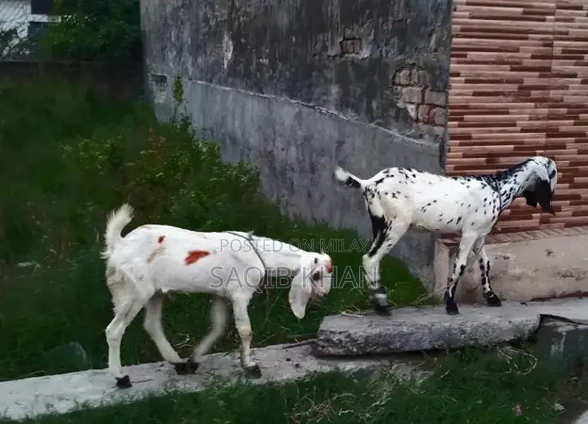 White Eye Makhi Cheeni Goat Breeding Pair - Premium Quality