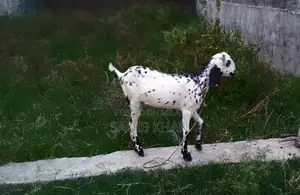 White Eye Makhi Cheeni Goat Breeding Pair - Premium Quality