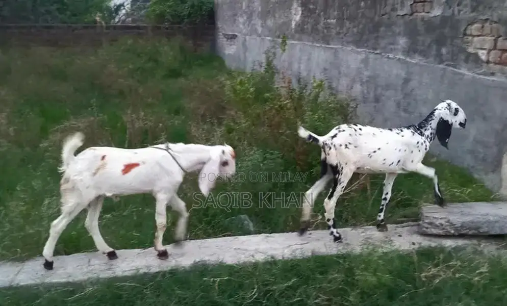 White Eye Makhi Cheeni Goat Breeding Pair - Premium Quality