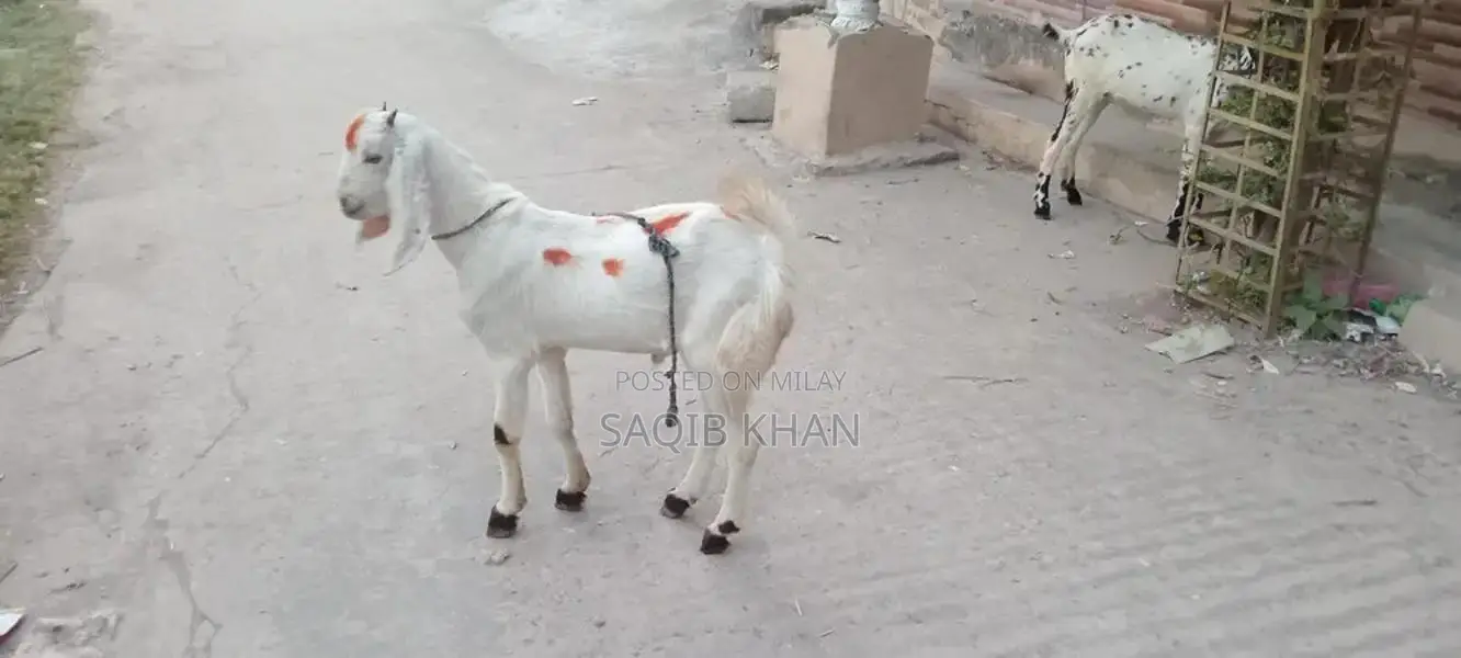 White Eye Makhi Cheeni Goat Breeding Pair - Premium Quality